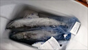 無冰正宗青島大鲅魚新鮮馬鮫魚鮮活冷凍大號燕尾鲅魚深海水魚海鮮 5-6條鲅魚（凈重五斤） 單獨套袋 曬單實拍圖