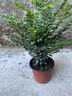 京悠雨小葉紫檀盆景老樁植物室內茶幾客廳辦公桌面樹(shù)苗四季好養綠植盆栽 老樁小葉紫檀+原生盆+肥料 不含托盤(pán) 曬單實(shí)拍圖