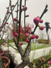 旺之春紅梅濃香型臘梅花樹苗室內(nèi)盆栽紅梅花苗綠梅花苗臘梅冬季花卉植物 5年紅梅（當(dāng)年開花） 曬單實拍圖
