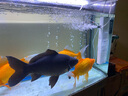 森森森森小鯉三合一魚(yú)缸過(guò)濾器內置凈水循環(huán)小型水族箱過(guò)濾器 XQP-1500F標配+延長(cháng)白盒一個(gè) 曬單實(shí)拍圖