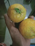世果達正宗浙江溫州甌柑苦橘丑黃果甘貢歐柑桔麗水特產(chǎn)新鮮水果整箱 5斤裝小果【約6-7個(gè)/斤】 曬單實(shí)拍圖