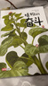 DK探索百科 生命精裝加厚英國DK公司  兒童人體身體植物動物昆蟲記等科普大百科全書5-12歲植物觀察畢竟二十四節(jié)氣法布爾昆蟲記中國植物 中小學(xué)生課外閱讀 植物的奮斗 曬單實拍圖