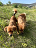 冇寵狗狗嘴套柯基柴犬嘴罩中小型犬止吠器防咬防叫神器可喝水寵物口罩 黃色（本嘴套不適用于短嘴犬） S號（建議8-15斤左右） 曬單實拍圖