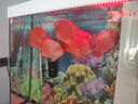 仟湖魚飼料血鸚鵡魚糧發(fā)財魚慈鯛熱帶魚地圖成長增紅增艷魚食不渾水 發(fā)財紅三代1200克 曬單實拍圖