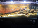 老漁匠魚(yú)缸水泵超靜音循環(huán)水泵魚(yú)池過(guò)濾泵抽水泵小型養魚(yú)專(zhuān)用水泵 新品水泵450L/H養魚(yú)專(zhuān)用 曬單實(shí)拍圖