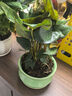 花友花卉紅掌盆栽辦公室客廳室內開(kāi)花好養植物水培大花朵教師節 紅掌【含梅青瓷盆】 曬單實(shí)拍圖