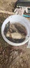 麝香酒官方正品魚(yú)誘釣魚(yú)產(chǎn)品釣餌魚(yú)餌料鯽魚(yú)鯉魚(yú)草魚(yú)鰱鳙四季小藥 四季通用【麝香酒1瓶】金版 曬單實(shí)拍圖