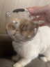 何佳功貓頭套防咬貓咪太空頭罩洗澡剪指甲防抓防舔?qū)櫸锷衿饕聋惿醉?xiàng)圈 小號(hào)【5-10斤】 當(dāng)/次日可達(dá) 曬單實(shí)拍圖