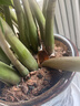 花財主大型盆栽綠植 檸檬樹鴨腳木發(fā)財樹天堂鳥綠植室內(nèi)客廳大盆栽 大型金錢樹1-1.2米【進寶】 含盆 曬單實拍圖