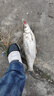 釣之屋25款霸龍岸釣遠投路亞竿長尺高感度海鱸竿翹嘴刀魚鲅魚鳡魚竿泛用 2.59m 25款霸龍岸釣遠投竿(S862M) 曬單實拍圖