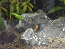 黃金大胡子魚大帆紅藍眼胡子24K胡子除藻工具魚清潔 黃金胡子3-4cm2條送1條備損 曬單實拍圖