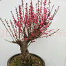 旺之春紅梅濃香型臘梅花樹(shù)苗室內(nèi)盆栽紅梅花苗綠梅花苗臘梅冬季花卉植物 8年綠梅（當(dāng)年開(kāi)花）實(shí)物挑選 曬單實(shí)拍圖