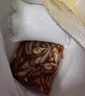 鮮賢農(nóng)微山湖野捕新鮮小麥穗魚活魚現(xiàn)殺生態(tài)淡水小河魚羅漢魚小雜魚順豐 5厘米左右大號（凈膛宰殺） 1斤（凈重1斤/袋） 曬單實拍圖