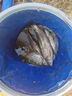 四季通用魔餌鯽魚(yú)餌野釣鯽魚(yú)鯉魚(yú)餌料通殺配方拉餌魚(yú)食打窩料通用 1袋裝【專(zhuān)治不開(kāi)口】 曬單實(shí)拍圖