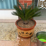 秋芊卉精品鐵樹(shù)大型盆景四季常青公母鐵樹(shù)室內室外地栽盆栽耐寒耐熱樹(shù)苗 球直徑12-13cm（樹(shù)高70-80cm） 曬單實(shí)拍圖