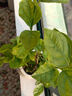 八芽茉莉花盆栽植物濃香型室內(nèi)花卉辦公室桌面陽臺好養(yǎng)四季開花綠植 茉莉花-斜口盆 帶盆栽好 曬單實拍圖