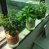 開(kāi)時(shí)果 綠植盆栽辦公室彩色懶人盆 水培水養綠植物盆景源頭直發(fā)包郵 滿(mǎn)天星+綠蘿+吊蘭 含盆 曬單實(shí)拍圖