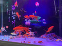 西龍新中式大型超白魚缸客廳家用水族箱下過濾底濾懶人免換水屏風(fēng)隔斷 胡桃色102*40*151靠墻款 尺寸 曬單實拍圖