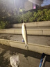 光威（GW）魚竿麗峰休閑臺(tái)釣竿碳素超輕超硬釣魚竿手竿鰱鳙大物綜合竿鯉魚桿 光威麗峰6.3米+竿稍+禮包 曬單實(shí)拍圖