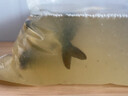 裸鯉魚苗體淡水養(yǎng)殖食用冷水觀賞魚活體裸斑魚無甲無磷鯉魚德國鏡鯉三道鱗小魚苗 10條5-7厘米裸鯉魚苗【多發(fā)10%防損】 曬單實(shí)拍圖