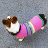 MIKI PAD狗狗衣服春秋條紋針織背心貓咪衣服小型犬夏天透氣比熊泰迪雪納瑞 彩虹條紋毛衣 2XL 胸圍53cm(參考體重20-26斤) 曬單實拍圖