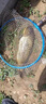 小鳳仙QH魚(yú)漂高靈敏加粗醒目野釣淺水鯉鯽魚(yú)鰱鳙納米漂陰天尾浮漂納米漂 QH3-28B【大加粗尾】【2.60g】 單支漂 曬單實(shí)拍圖