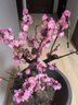 鶯歌燕舞【耐寒花卉】梅花盆栽老樁紅梅臘梅盆景好養花卉耐寒植物陽(yáng)臺庭院 8年紅梅盆景（帶造型） 曬單實(shí)拍圖