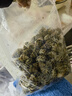 海蘊(yùn)極鮮【活鮮】鮮活花螺 新鮮燒烤食材 中號(hào) 1500g 120-150只左右 曬單實(shí)拍圖