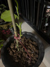 黃角蘭 白蘭花盆栽 黃桷蘭嫁接白蘭花苗十里飄香白玉蘭花樹(shù)苗 黃蘭盆栽地栽苗z5l潤景 白蘭5年苗 曬單實(shí)拍圖