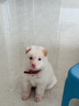 DidogPet貓項圈寵物項圈刻字防丟鈴鐺頭層牛皮小型犬小貓脖圈貓用品狗項圈 暖橘橙 刻字請留言或備注 L碼：建議8-15斤 曬單實(shí)拍圖