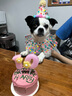 逸兼狗狗生日帽寵物頭套狗圍兜小狗帽子可愛生日裝飾貓咪頭飾拍照道具 寵物波點套裝【米色帽子+圍兜】 (貓犬通用，大型犬和貓注意尺寸) 曬單實拍圖