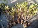 洛與霞毛杜鵑夏娟毛鵑花苗茶梅苗毛娟映山紅小苗花庭院花壇開(kāi)花植物樹(shù)苗 【毛娟大苗】3-4個(gè)分枝（10棵）  不含盆 曬單實(shí)拍圖