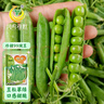 鳳鳴雅世甜脆豌豆種子水果型秋季播陽(yáng)臺蔬菜種孑甜脆珍甜99豌豆種子250克 曬單實(shí)拍圖
