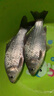 艾尚博悅伊豆魚鉤倒刺釣鉤50枚進(jìn)口歪嘴魚勾垂釣用品漁鉤漁具配件釣魚用品 有刺6號-50枚 曬單實拍圖