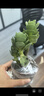 中夢(mèng)綠植室內花卉盆栽辦公室桌面擺件小盆景植物發(fā)財樹(shù) 金錢(qián)木+四方泡泡盆 曬單實(shí)拍圖