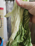 農家自種特價(jià)新鮮芥菜包心酸菜玉菜蓋菜當季青菜農家自種整箱蔬菜 帶箱9-10斤（普通） 曬單實(shí)拍圖