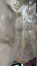 QUEENJOY新款雙層網(wǎng)紗蕾絲袖套短款秋冬女防臟套袖成人學(xué)生辦公袖筒護(hù)袖頭 米色 21厘米長(zhǎng)左右 曬單實(shí)拍圖