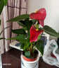 白掌盆栽植物室內(nèi)花卉水培一帆風(fēng)順大盆水養(yǎng)綠植 特級紅掌+特級白掌(北歐吸水盆) 含盆 曬單實拍圖