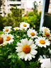 京厽瑪格麗特菊花盆栽四季開花卉植物室內(nèi)花苗帶花綠植陽臺庭院好養(yǎng)活 瑪格麗特   羽毛白帶花發(fā)貨 帶盆栽好 曬單實拍圖