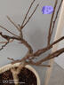 花翁盆栽花卉綠植盆景 (8年3cm老樁)精品垂絲海棠花+肥料源頭直發(fā) 曬單實(shí)拍圖