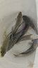 佳釣尼（JIADIAONI）絕密小懶蟲(chóng)免開(kāi)餌鮮蝦餌生鮮蝦滑蝦拉餌料秋冬魚(yú)餌鯽魚(yú)鯉魚(yú)紅蟲(chóng)餌 【免開(kāi)餌】紅蟲(chóng)蝦拉 100g*5包 曬單實(shí)拍圖