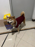 智宙狗狗衣服中型犬秋冬款保暖柴犬泰迪比熊法斗柯基學(xué)院風(fēng)衛(wèi)毛衣秋季 酒紅學(xué)院風(fēng)毛衣 3XL適合28斤內(nèi) 曬單實(shí)拍圖