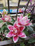 花下賞蝶荷蘭進口百合種球四季開花耐寒陽臺室內(nèi)室外進口重瓣百合花卉盆栽 新品種洛甜 1顆百合+肥料 包對版 曬單實拍圖