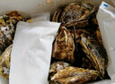 漁傳播 鮮活乳山生蠔XL 凈重4斤 16-22只 生鮮海鮮貝類 源頭直發(fā) 曬單實(shí)拍圖