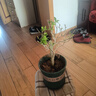 百芳緣三角梅樹(shù)苗花卉四季開(kāi)花重瓣綠化攀緣植物盆景精品盆栽地栽葉子花 紫姑 6年苗枝葉茂盛推薦購買(mǎi) 曬單實(shí)拍圖
