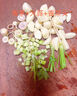 澤鮮達新鮮香茅草應(yīng)季檸檬草香茅泰國冬陰功湯料調(diào)料香料奶茶店用品 1斤優(yōu)選裝 曬單實拍圖