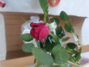 京悠雨黑巴克玫瑰花苗月季花苗四季開(kāi)花帶花苞盆栽老樁樹(shù)苗玫瑰花種花卉 【云南老樁】黑巴克3顆 曬單實(shí)拍圖