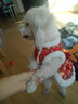 嬉皮狗（hipidog）秋冬季狗狗新年立體蝴蝶結(jié)唐裝貓咪牽引棉衣裙子寵物過年喜慶衣服 娜塔紅（可牽引） M建議體重5-8斤 曬單實拍圖