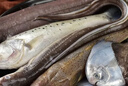 新鮮深海雜魚批發(fā)營養(yǎng)海鮮小魚小蝦大雜燴水產一整箱 6斤裝 新鮮海雜魚隨機發(fā) 曬單實拍圖