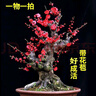 旺之春紅梅濃香型臘梅花樹(shù)苗室內(nèi)盆栽紅梅花苗綠梅花苗臘梅冬季花卉植物 8年綠梅（當(dāng)年開(kāi)花）實(shí)物挑選 曬單實(shí)拍圖